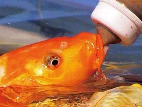 亲亲鱼疗养生馆